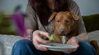 Person feeding broccoli to a dog