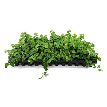 Creeping Fig Vine 40 Live Plants Ficus Pumila Fast-Growing Ground Cover Evergreen Climbing Vine for Walls &amp;amp; Trellises