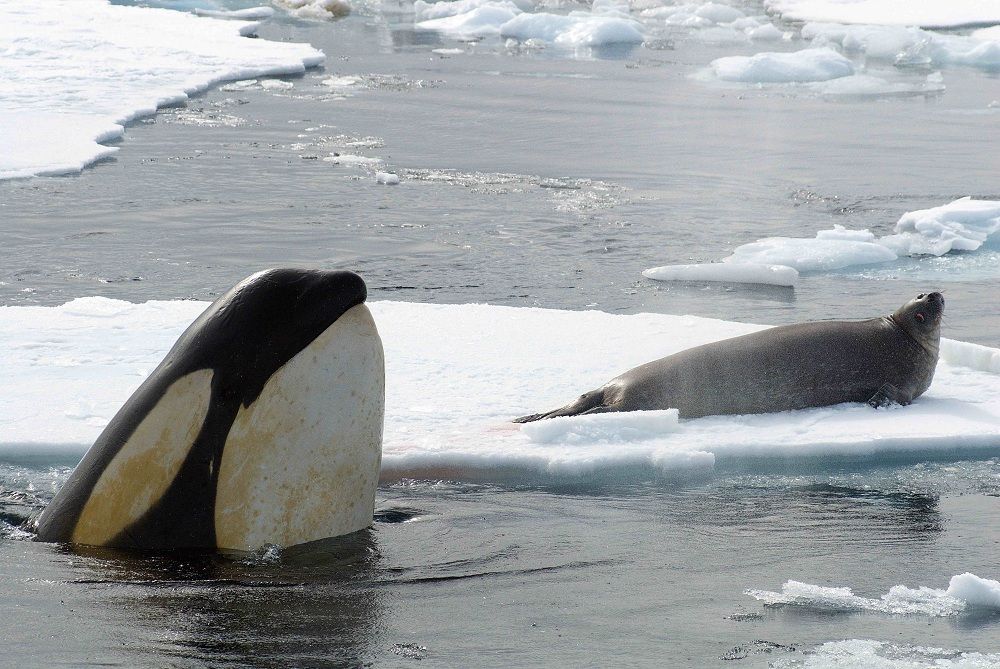 Antarctic Killer Whales Treat Skin with a Tropical Vacation | Live Science