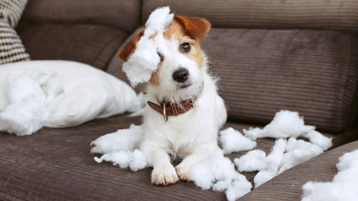 Jack Russell sat on sofa surrounded by stuffing from cushion