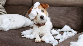 Jack Russell sat on sofa surrounded by stuffing from cushion
