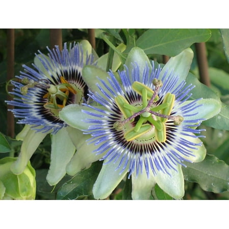 Passion Fruit Plant - Live Plant in a 6 Inch Growers Pot - Edible Fruit Bearing Vine for the Patio and Garden