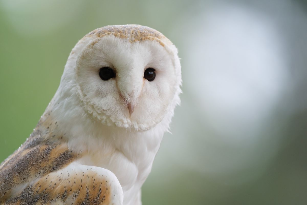 Bird of prey - portrait of a barn owl
