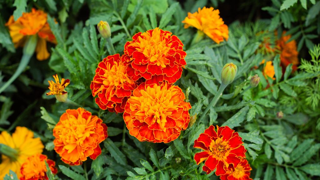 9 plants that repel snakes and keep them away from your yard | Tom's Guide