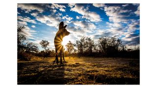 Photo of an African wild dog in Hwange National Park, Zimbabwe, by Will Burrard-Lucas