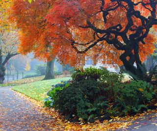 Red autumn leaves on a Japanese maple in a front yard