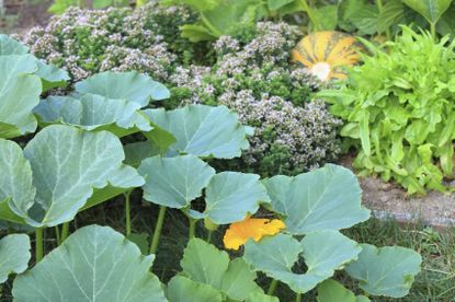 Pumpkin Plants In The Garden With Companion Plants