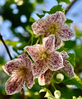 speckled flowers of Clematis cirrhosa var. balearica