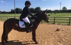 DressageMule.jpeg