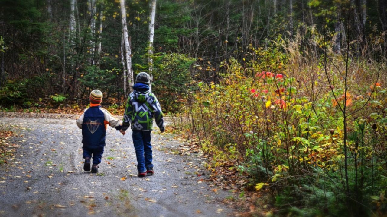 children_woods_forest.jpg