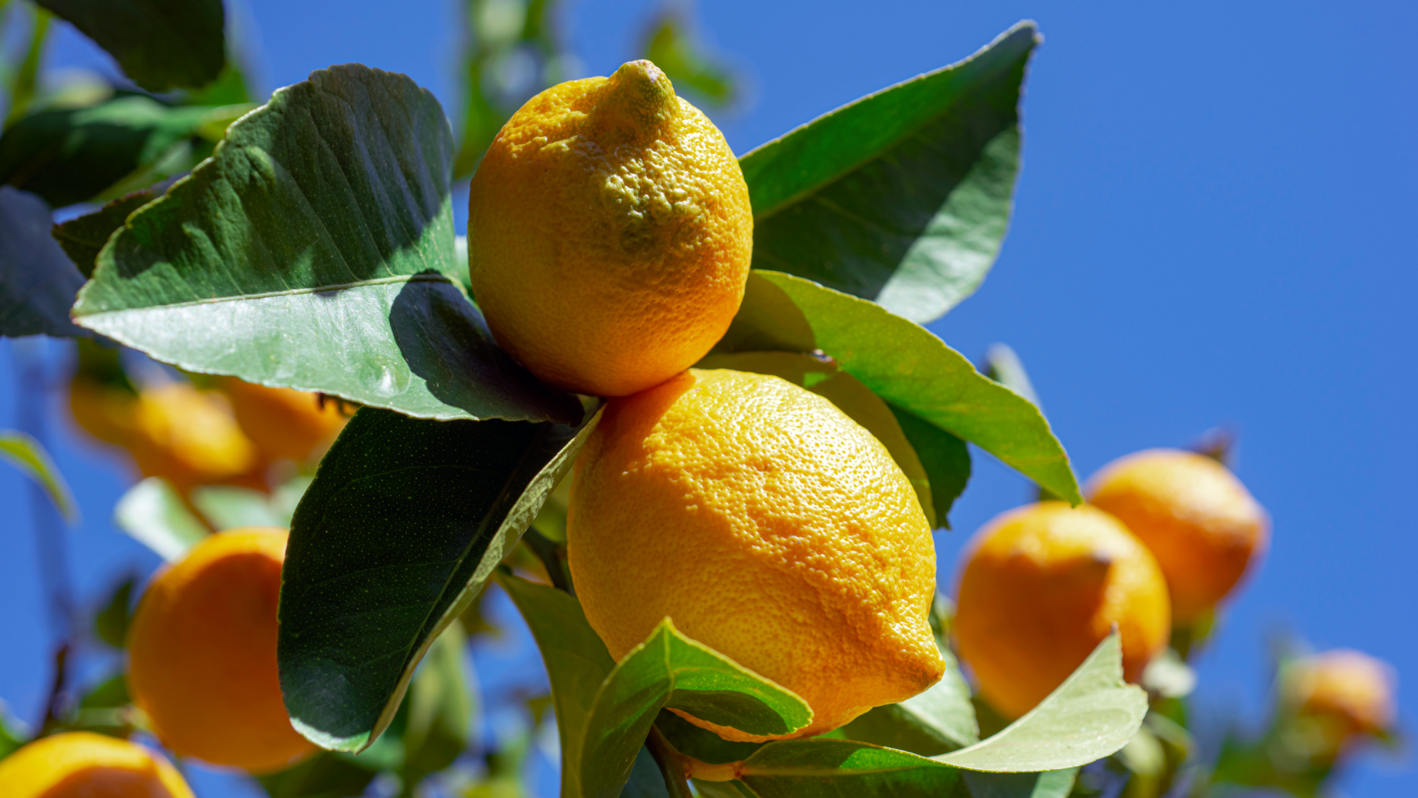 Close-Up of lemon tree with ripe lemons against a blue sky