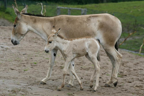 Onager2.jpg