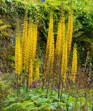 Tall upright late summer spikes of yellow flowers of the hardy perennial Ligularia 'Savill Spire'