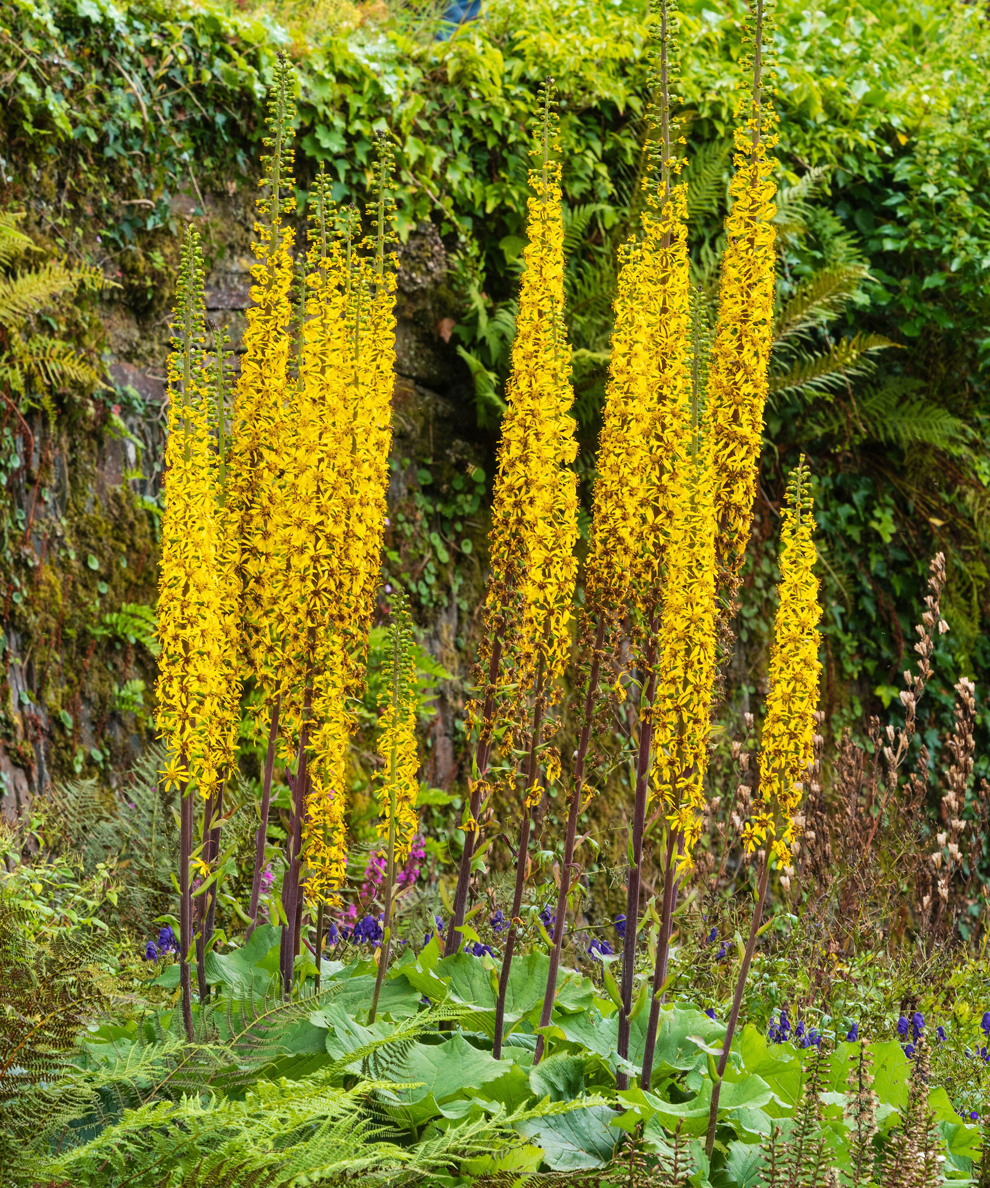 Tall upright late summer spikes of yellow flowers of the hardy perennial Ligularia 'Savill Spire'