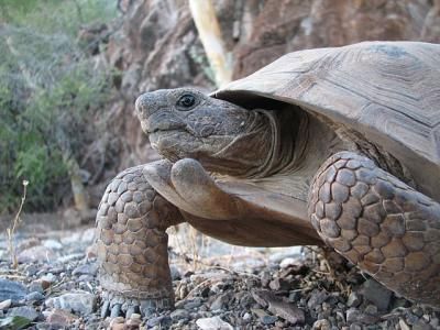 This is a Morafka&#039;s Desert Tortoise (Gopherus morafkai), from Tiburon Island, Sonora, Mexico. Little does it know it could hear better underwater. 