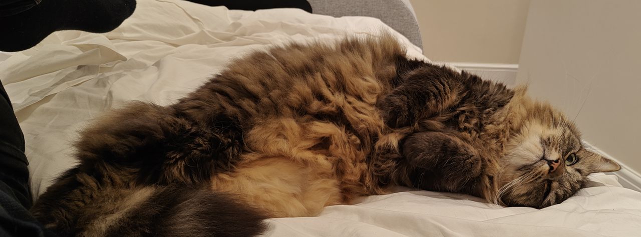A photo taken on the OnePlus 11
