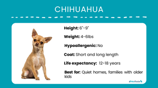 Chihuahua breed profile graphic