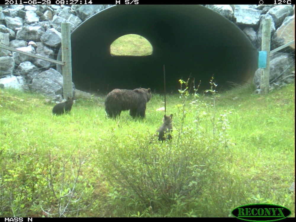 grizzly bear family