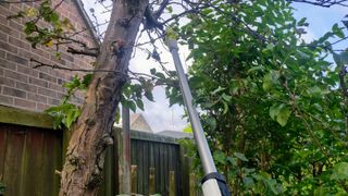 Cutting a high tree branch using the fully extended Ryobi 18V Cordless Pole Lopper.