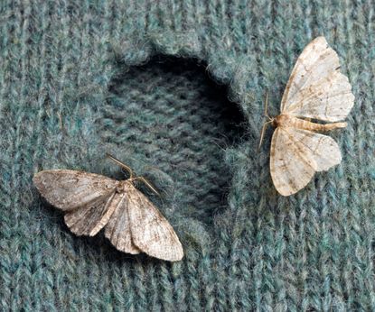 7 signs you have moths in your home: how to avoid damage | Homes and ...