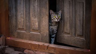 tabby cat with yellow eyes in doorway