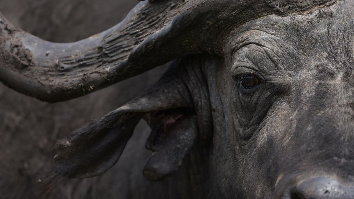 A selection of wildlife photos taken with the Sony Alpha 7R VI mirrorless camera.