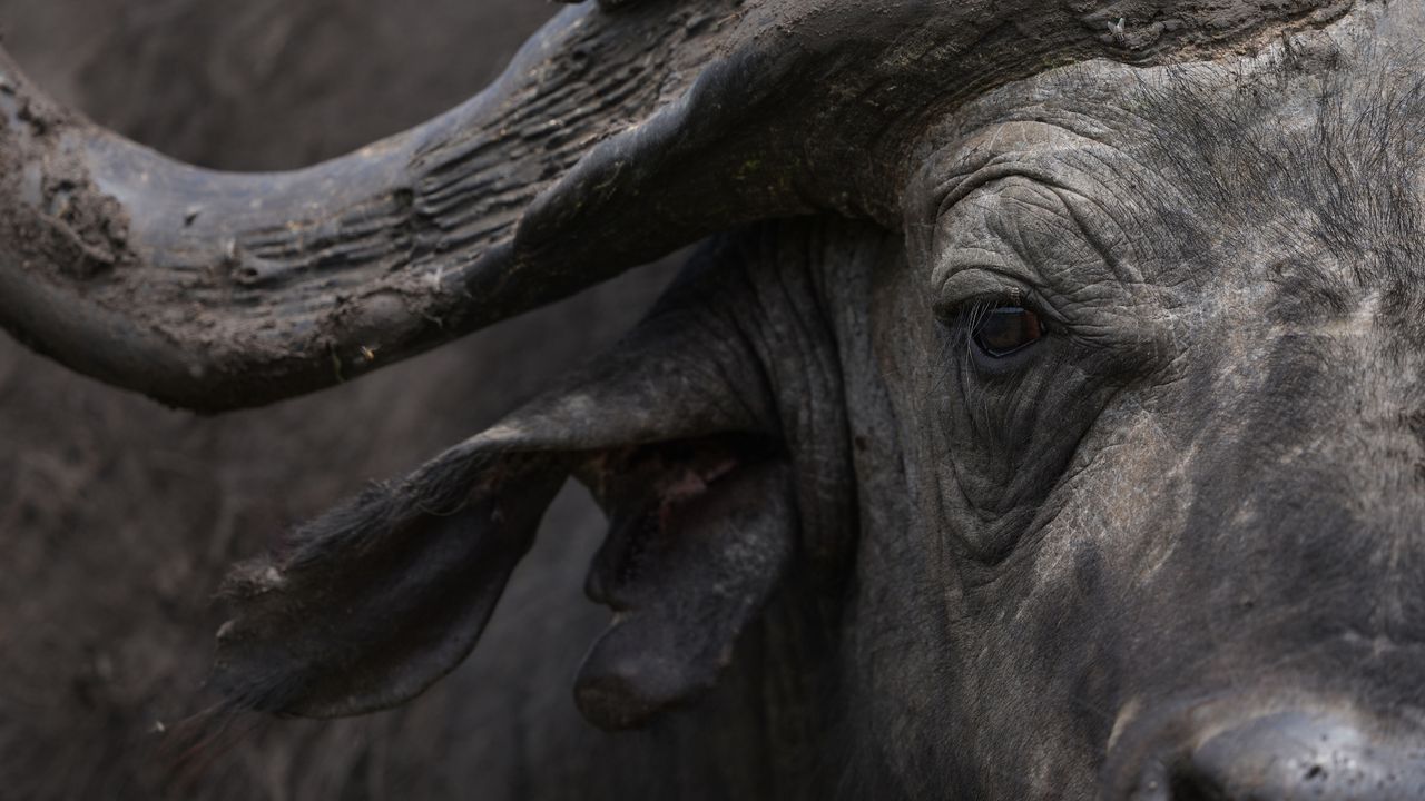 A selection of wildlife photos taken with the Sony Alpha 7R VI mirrorless camera.