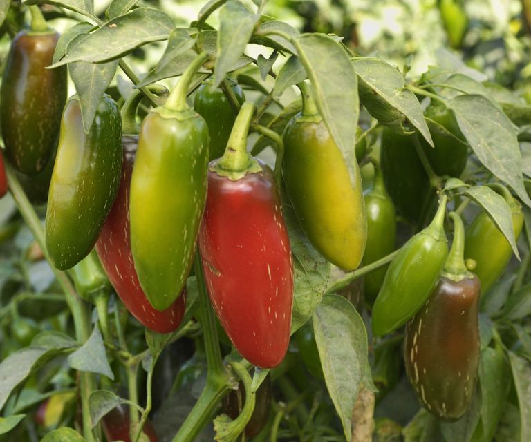 How to grow jalapeno peppers tips for top harvests Homes & Gardens