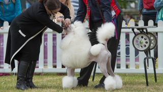 White poodle at dog show