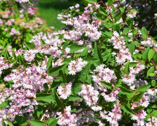 pink flowers on a Deutzia scabra ‘Codsall Pink' shrub