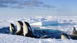 Killer Whales in Frozen Planet