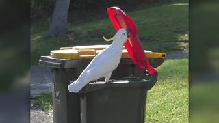 A sulphur-crested cockatoo opens the lid of a household garbage can.