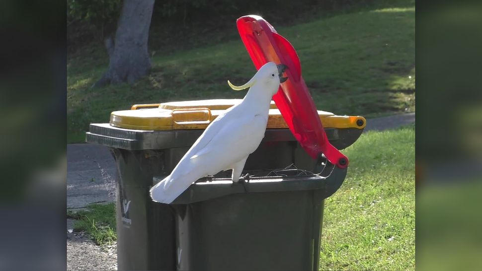 'Trash parrots' in Australia have figured out how to open garbage cans