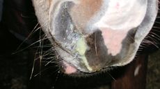A horse with creamy discharge draining from its nostril.
