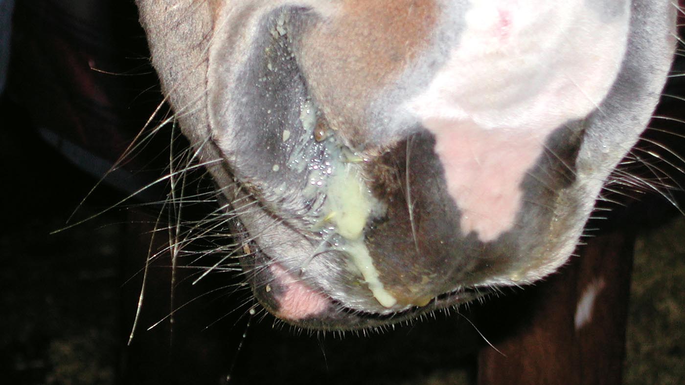 A horse with creamy discharge draining from its nostril.