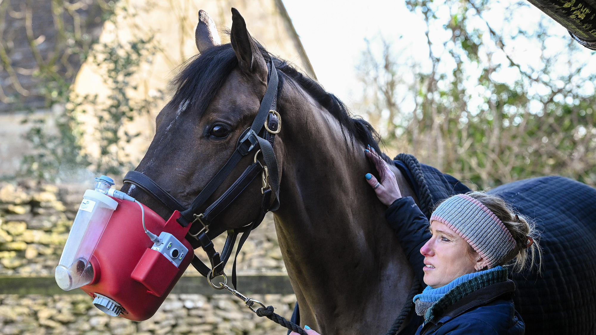 A bay horse wearing a red nebuliser while being held by a groom