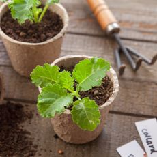 collard green seedlings in paper pots