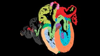Color coded diagram of different cell types within a developing heart on a black background.