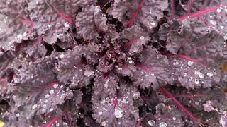 how to grow winter brassicas: winter brassica kalettes at harvest