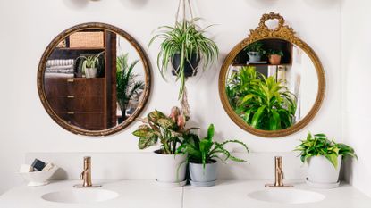 best bathroom plants placed around bathroom sinks