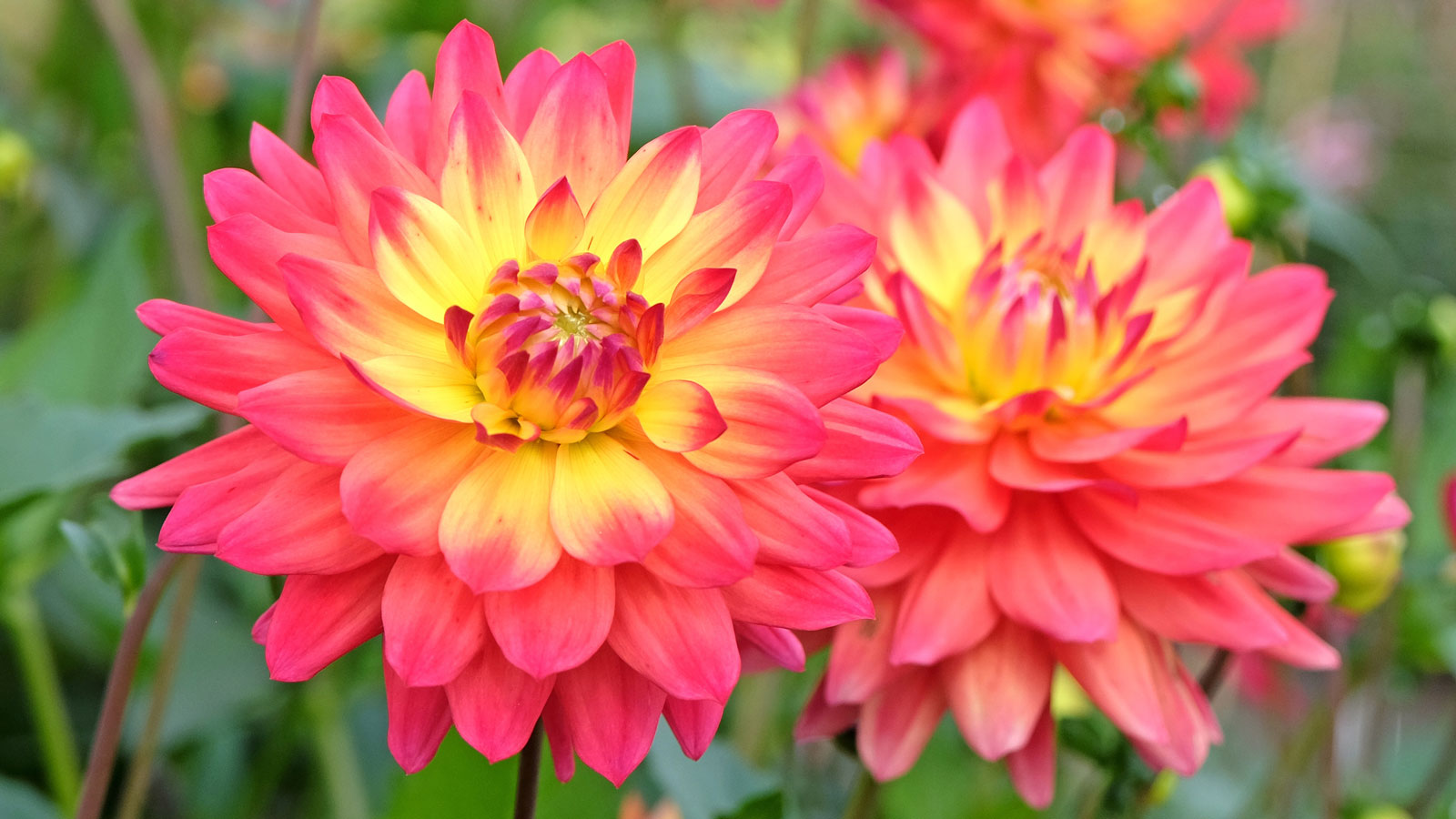 dahlia Rainbow Silence plants in full bloom