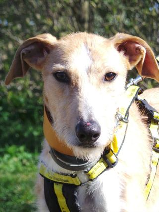 Dogs Trust Sandy Main