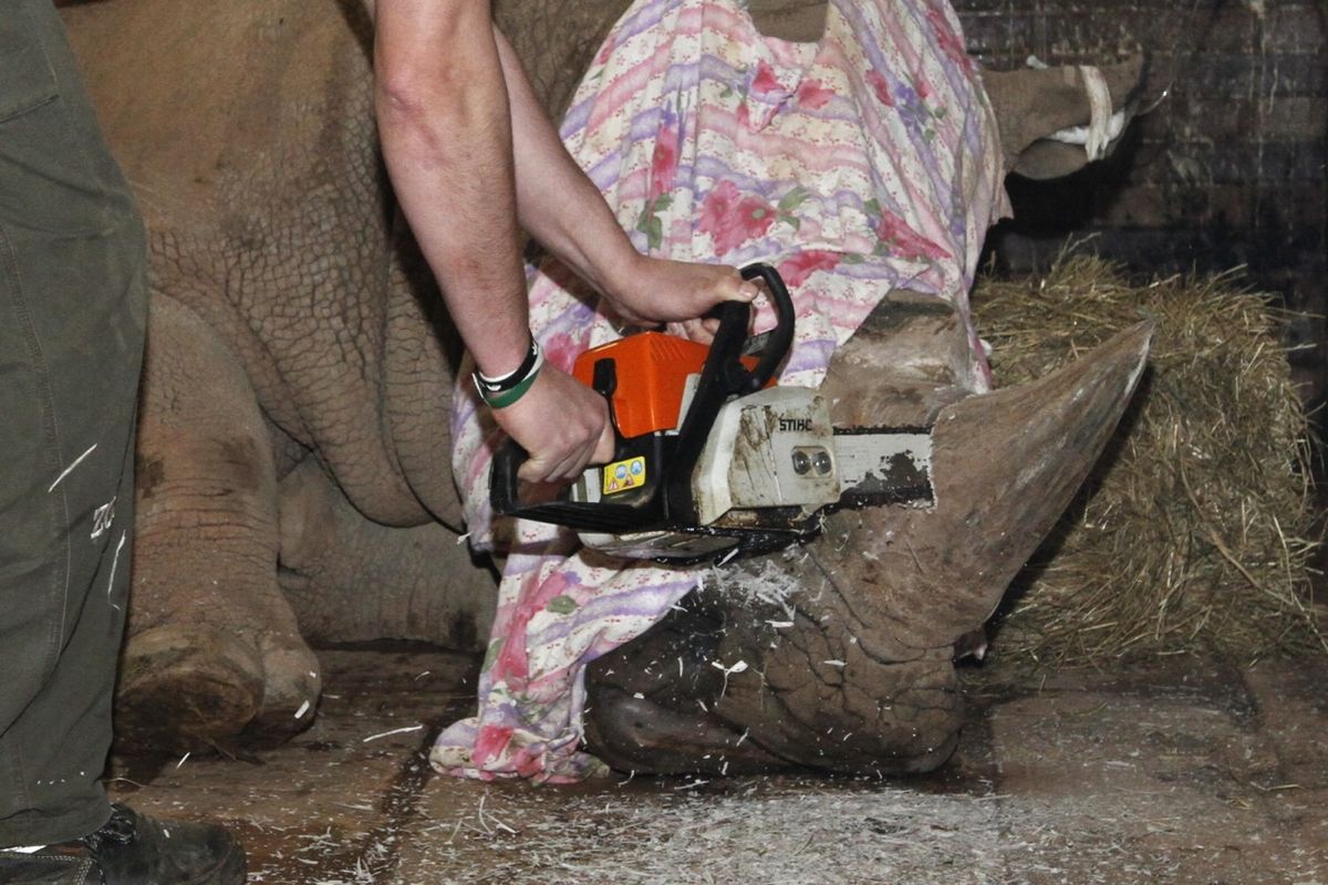 A veterinarian at the Dvůr Králové Zoo in the Czech Republic uses a chainsaw to dehorn a male southern white rhinoceros (&lt;em&gt;Ceratotherium simum simum&lt;/em&gt;) named Pamir on Monday, March 20, 2017. The decision to dehorn the zoo&#039;s rhinos came after a rhinoc