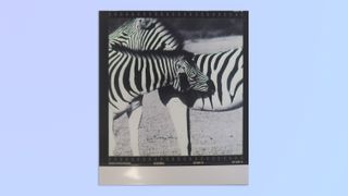 A photo of two zebras cuddling, printed via the Kodak Mini Shot 4 Era 2-in-1 instant camera