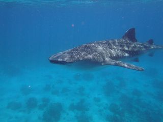 Fermin is young and small for a whale shark, about 13 feet (4 meters) in length. Marine biologists are not yet sure whether his left eye will recover from his injury.