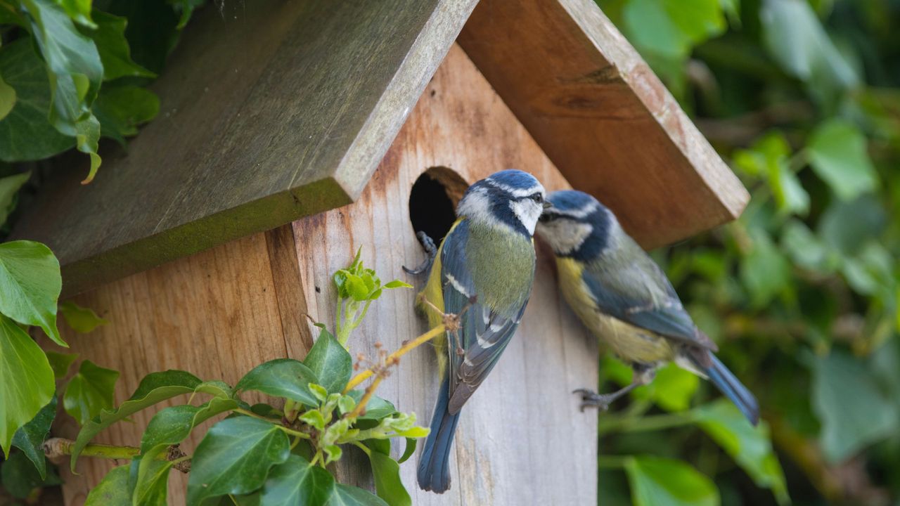 Two blue tits standing by the opening of a wooden bird box