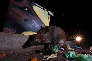 A wild pig going through trash in Rome, Italy