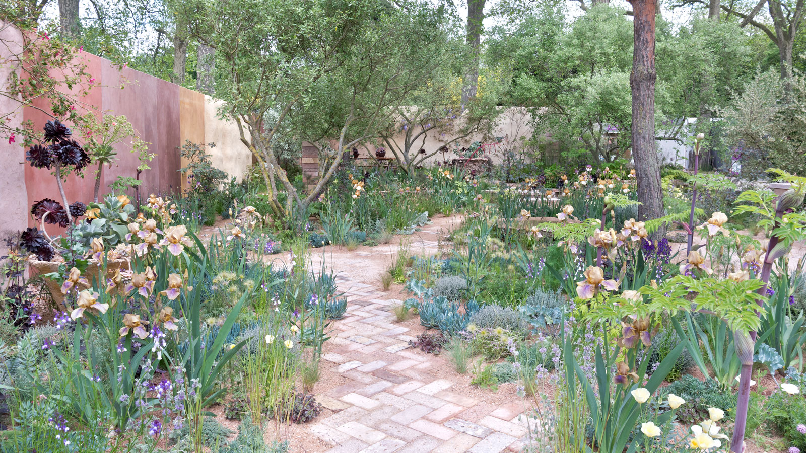 garden landscape design with staggered brick path and painted wall, with flowerbeds filled with bearded irises, ornamental grasses and succulents, plus container with black aeonium, and trees 