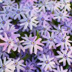 Light purple moss phlox flowers