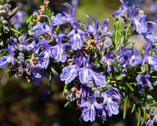 Dark blue/purple colored flowers of rosemary